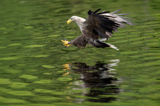 White tailed eagle hunts prey over green water in Scotland