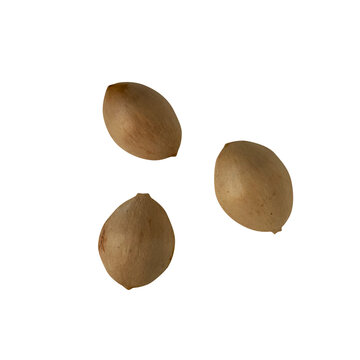 銀杏 3粒の切り抜き。秋の味覚のレシピや茶碗蒸しの調理例に使える生の殻付きぎんなん・食材フード素材 俯瞰