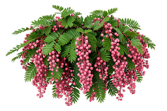 Pink Pepperberry Cascading Branch Isolated on White Background