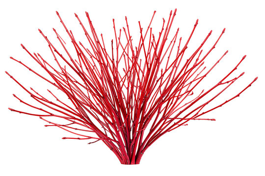 Red Osier Dogwood Winter Twigs Isolated On White Background