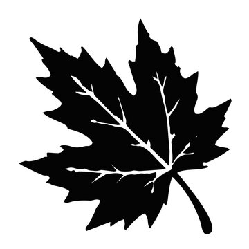 Maple leaf vector icon autumn foliage silhouette for seasonal design and nature branding.