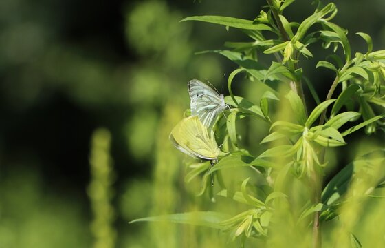 Pair of green-veined white butterflies (Pieris napi)