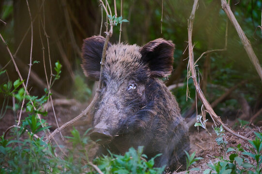 Wild boar ,, sus scrofa,, on wild nature, Danube forests, Slovakia