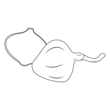 Minimalist vector illustration of a fresh jicama root