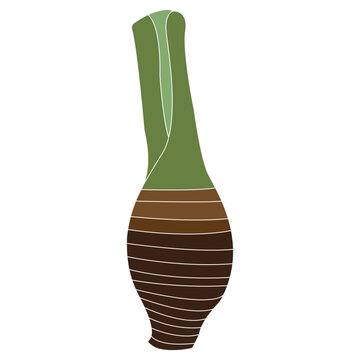 Minimalist vector illustration of a fresh taro corm with a green stem