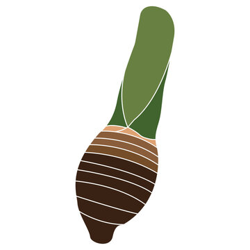 Minimalist vector illustration of a fresh taro corm with a green stem