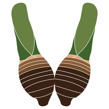 Minimalist vector illustration of a fresh taro corm with a green stem
