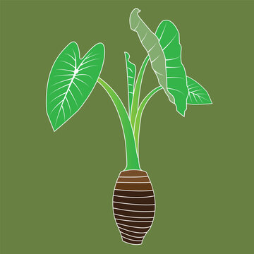 Minimalist vector illustration of a taro plant with green leaves and a root tuber.