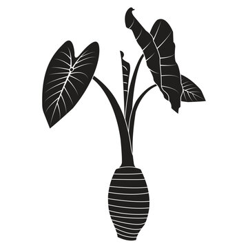 Minimalist vector illustration of a taro plant, including its root tuber.