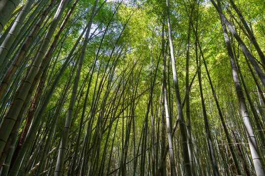 Bamboo forest near Mitaki-Dera temple in Hiroshima, Japan