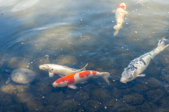 Colorful koi fish in Shukkei-en Japanese garden in Hiroshima, Japan