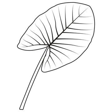 Black and white line art vector illustration of a taro plant leaf