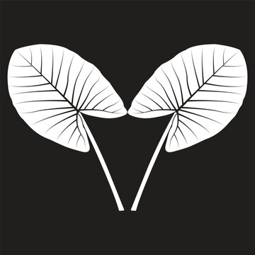 Black and white line art vector illustration of a taro plant leaf