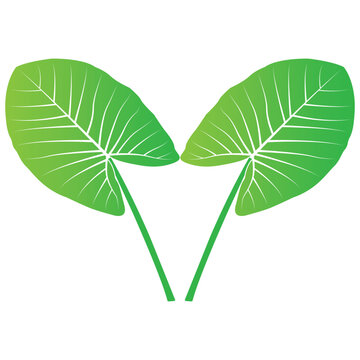 Minimalist vector illustration of a plant with taro-like green leaves