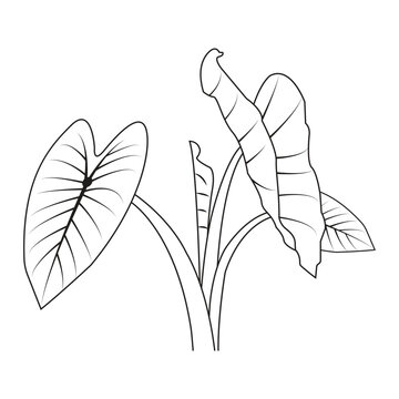 Black and white line art vector illustration of a taro plant leaf