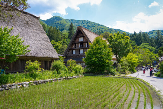 Traditional houses and rice fields in Shirakawa-go, rural Japan