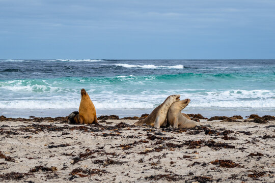 Sea lions resting on sandy beach at Seal Bay, Kangaroo Island, Australia
