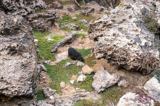 Baby fur seal resting on a rock at Cape Du Couedic, Kangaroo Island, Australia