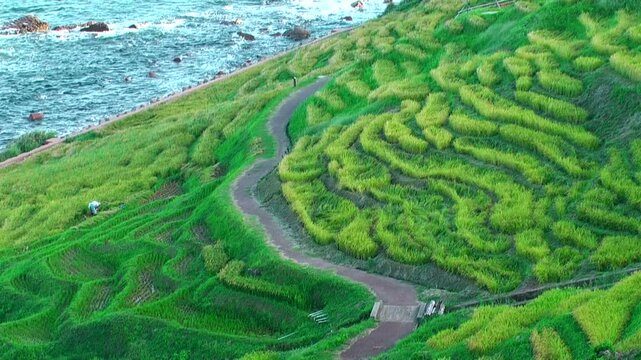 白米千枚田