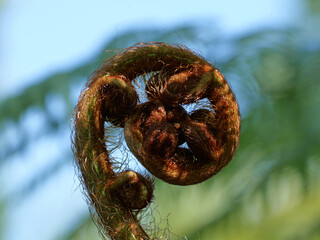 Young, curled-up frond of a tree fern. Known as a "bishop's crosier," this emerging shoot displays its spiral structure and dense, brown, hair-like covering against a softly blurred green background.  © Frank