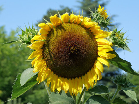 Large sunflower, Helianthus annuus, with yellow ray flowers and a well-developed dark flower head. Several unopened buds surround the bloom against green vegetation and blue sky.