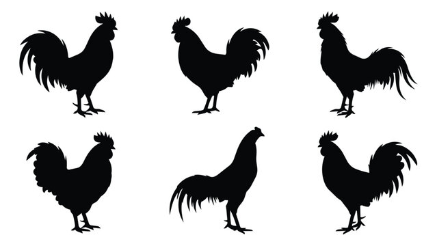 Black Rooster Silhouettes in Standing Poses