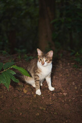 A domestic tabby and white cat sits attentively on the dirt ground in a wooded forest setting. © Nori