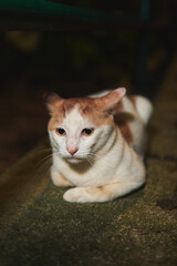 A ginger and white domestic cat lies on a rough concrete surface at night, looking toward the camera. © Nori