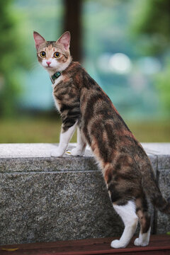 A collared calico cat with tabby markings stands with its front paws on a stone ledge outdoors, looking directly at the camera against a blurred green background.