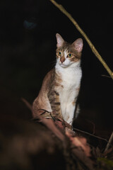 A tabby and white cat sits alert among branches and dry leaves outdoors at night against a dark background. © Nori
