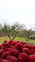 Fresh ripe raspberries served on a plate © Iryna