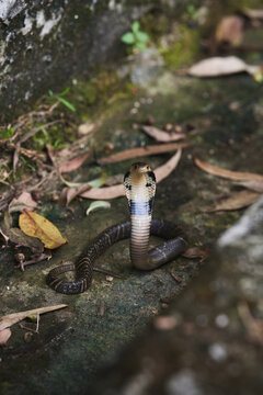 A juvenile king cobra flares its hood and raises its head in a defensive posture among dry leaves on the ground, looking directly at the camera.