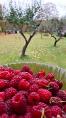 Fresh ripe raspberries served on a plate © Iryna