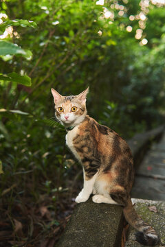 A calico cat wearing a collar sits upright on a stone ledge along a wooded outdoor path and looks directly at the camera.