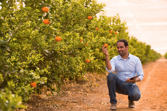 Professional Middle Eastern male agricultural technician kneeling in sunny citrus orchard row examining fresh orange fruit quality while holding