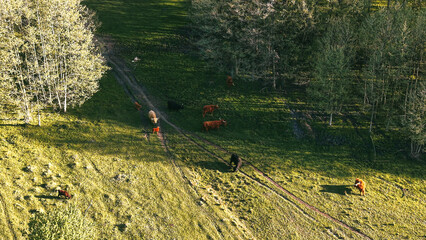 Drone perspective of livestock in rustic pasture © AlexGo