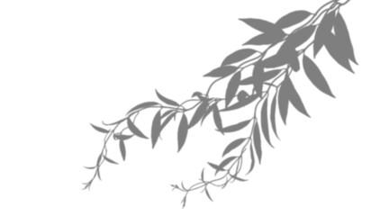 Shadow of willow branches isolated on transparent background © fatima