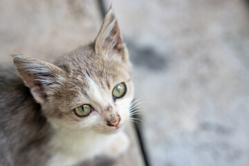 A small gray kitten with big green eyes. © Daniel