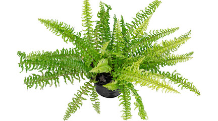 Green Fern Plant, PNG on transparent cutout © Andrey popov