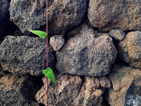 Un muro di rocce laviche e due foglioline verdi.
