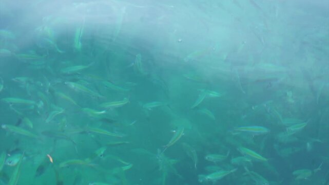 Various fish swim about in the clear water.