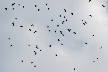 Naklejka premium Silhouettes of birds fly against a cloudy sky