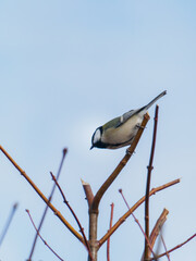 Japanese Tit Perched on a Winter Tree Branch Against a Blue Sky © BUTAKO