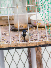Japanese Tit Facing the Camera at a Backyard Bird Feeding Station © BUTAKO