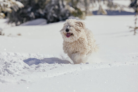 Happy pumi dog enjoying big snow in winter. 