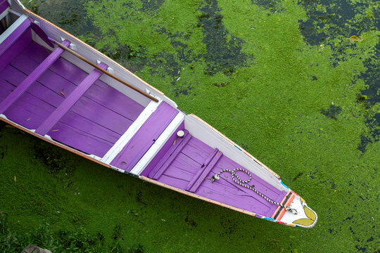 Purple painted wooden boat seen from above on green duckweed, Jammu and Kashmir, Srinagar, India