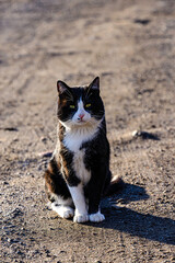 cat on the beach © Svetoslav Radkov