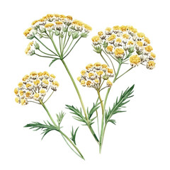 Achillea Flower, soft hand-painted watercolor illustration, isolated on a white background. © deltrion