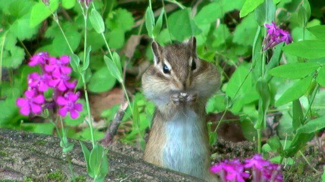 シマリスとムシトリナデシコの花