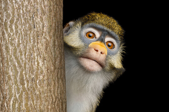 Curious monkey peeking from behind tree trunk with wide orange eyes, puzzled confused look at camera, shy hiding primate, yellow green fur, orange nose, on black background